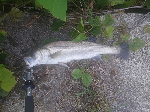 スズキの釣果