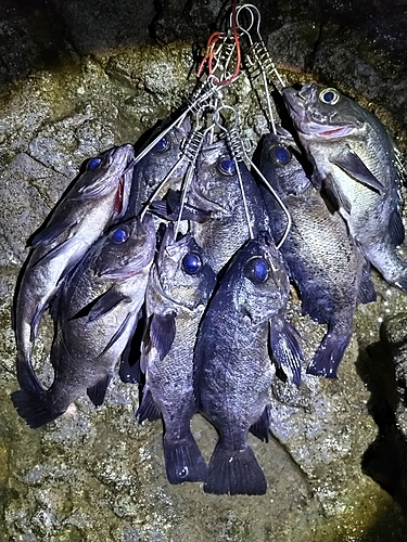 クロメバルの釣果