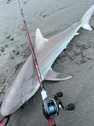 サメの釣果