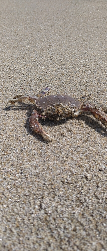 カニの釣果