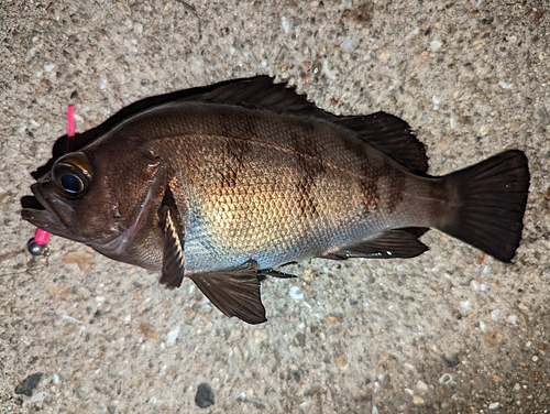 アカメバルの釣果