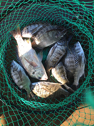 クロダイの釣果