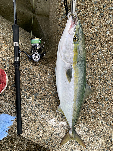 メジロの釣果