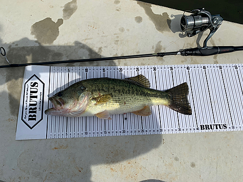 ブラックバスの釣果