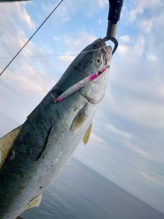 イナダの釣果