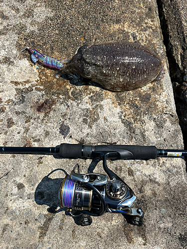 コウイカの釣果