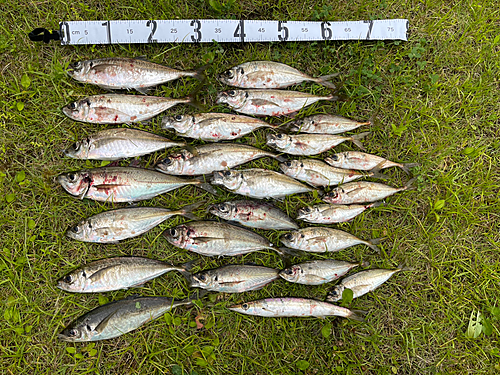 アジの釣果