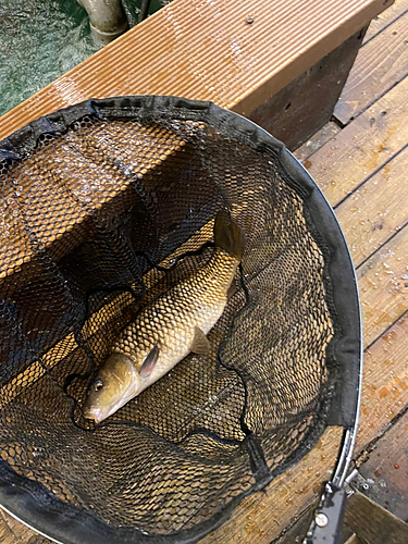 コイの釣果