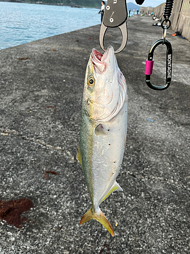 ハマチの釣果