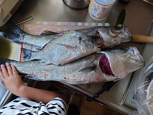 シーバスの釣果