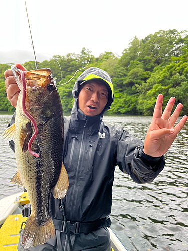 ブラックバスの釣果