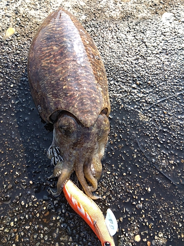 コウイカの釣果