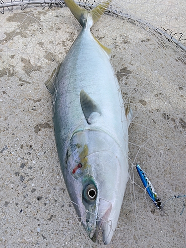 ヤズの釣果