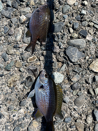 タカベの釣果