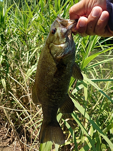 スモールマウスバスの釣果