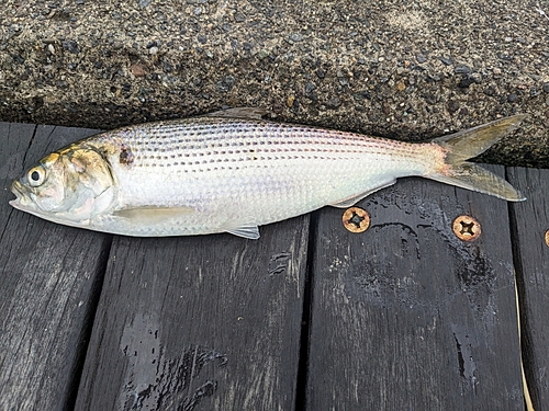 シロギスの釣果