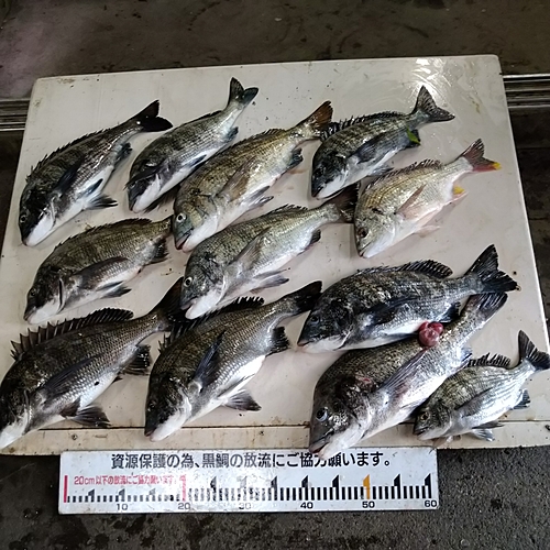 クロダイの釣果