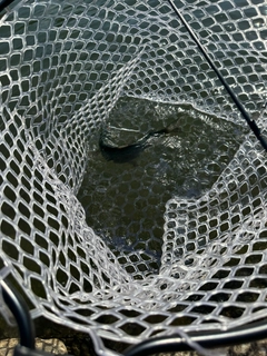 レインボートラウトの釣果