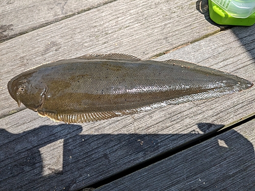 クロウシノシタの釣果