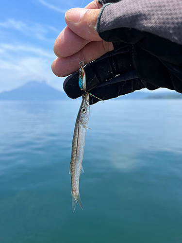 カマスの釣果