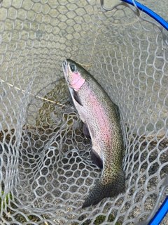 ニジマスの釣果