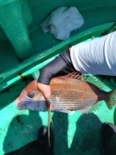 マダイの釣果