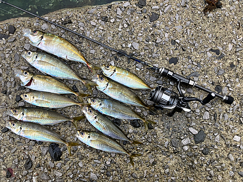 アジの釣果