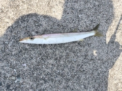 アカカマスの釣果