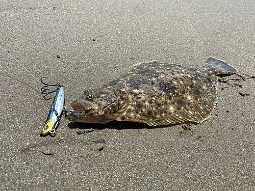 ソゲの釣果