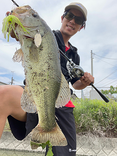 ブラックバスの釣果