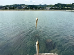 シロギスの釣果