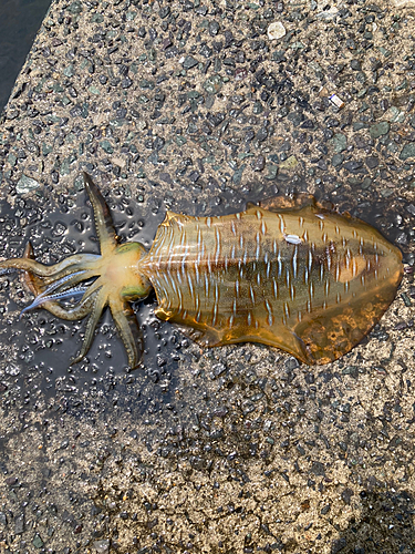 アオリイカの釣果