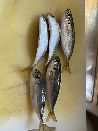 アジの釣果