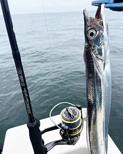 タチウオの釣果