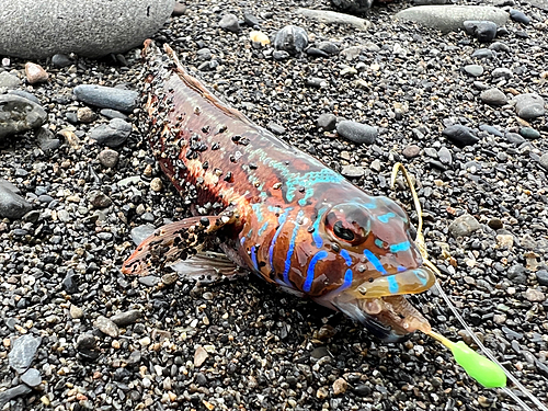 ニシキハゼの釣果