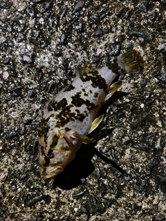 タケノコメバルの釣果