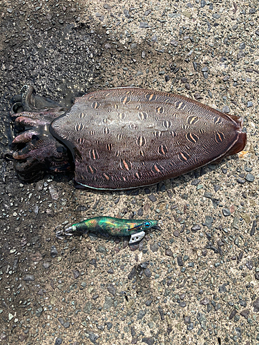 コウイカの釣果