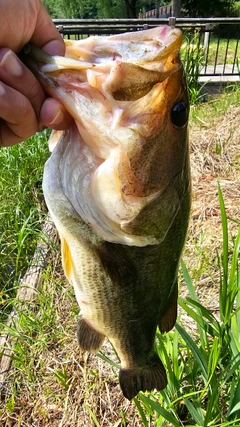 ラージマウスバスの釣果