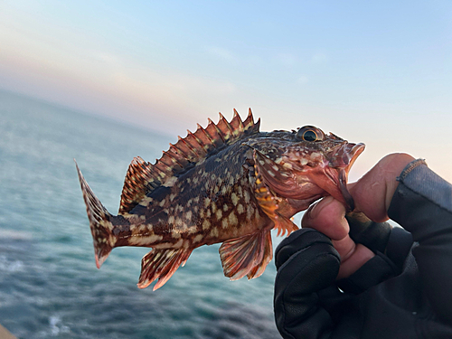 ガシラの釣果