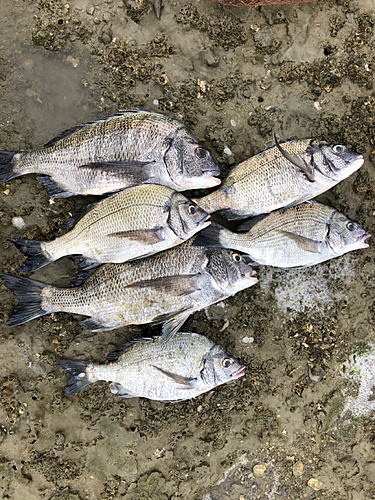 チヌの釣果