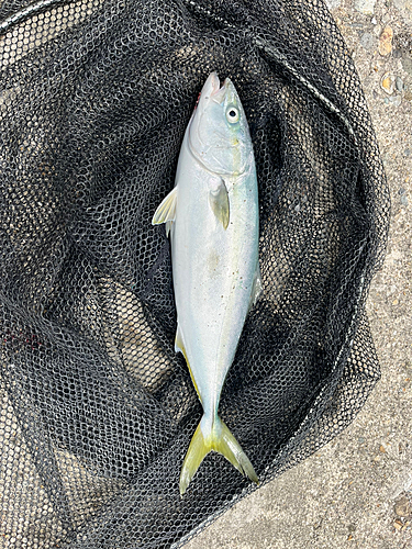 イナダの釣果