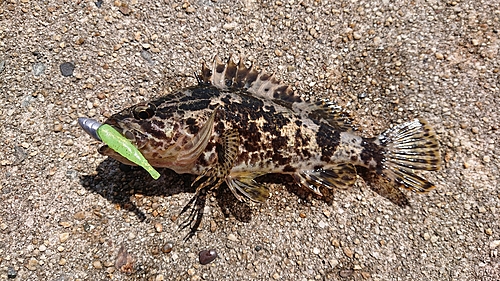 タケノコメバルの釣果