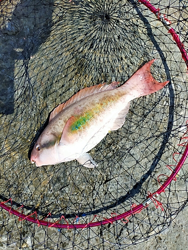 イラブチャーの釣果