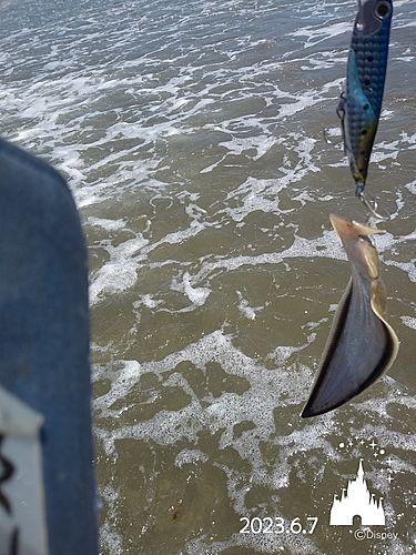 シタビラメの釣果