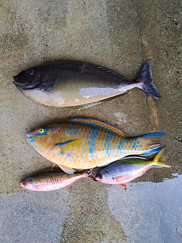 イラブチャーの釣果