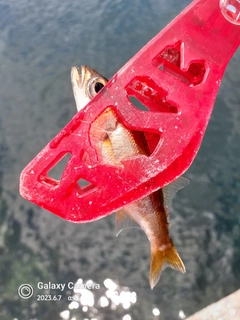 ムツの釣果