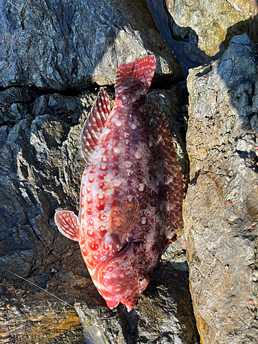 ブダイの釣果