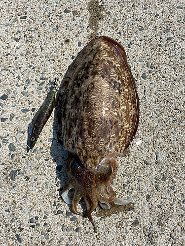 モンゴウイカの釣果