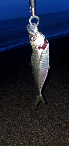 マアジの釣果