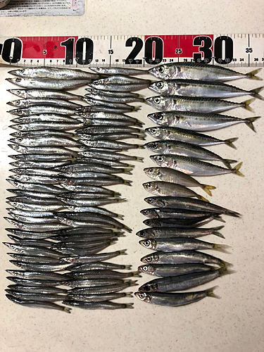 サバの釣果